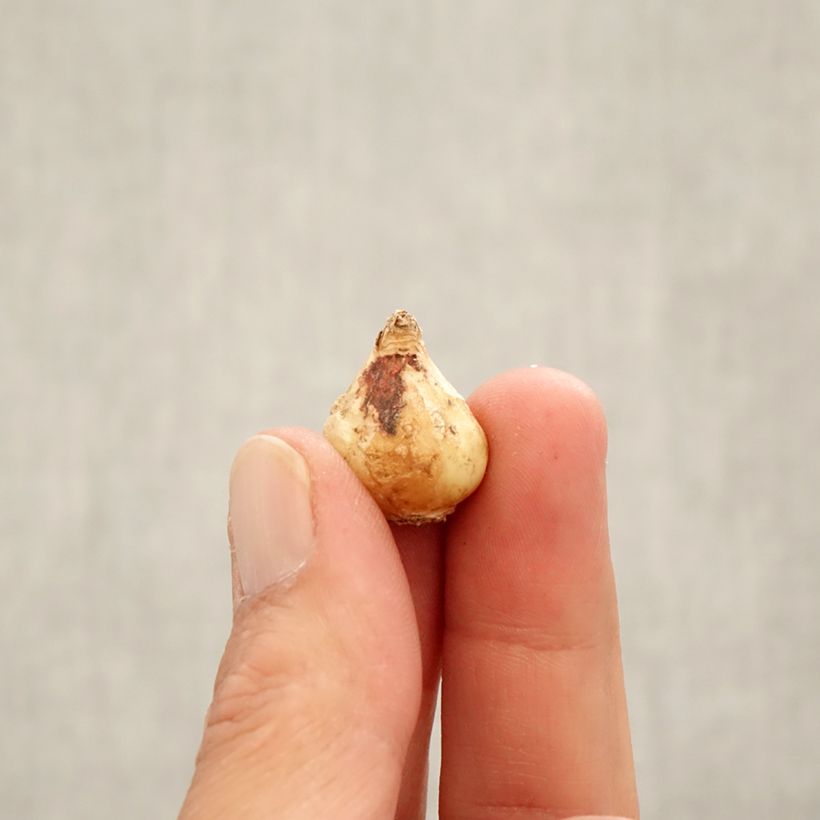 Exemplaar van Muscari latifolium - Blauwe druifjes Bol kaliber 6+ zoals geleverd in de herfst