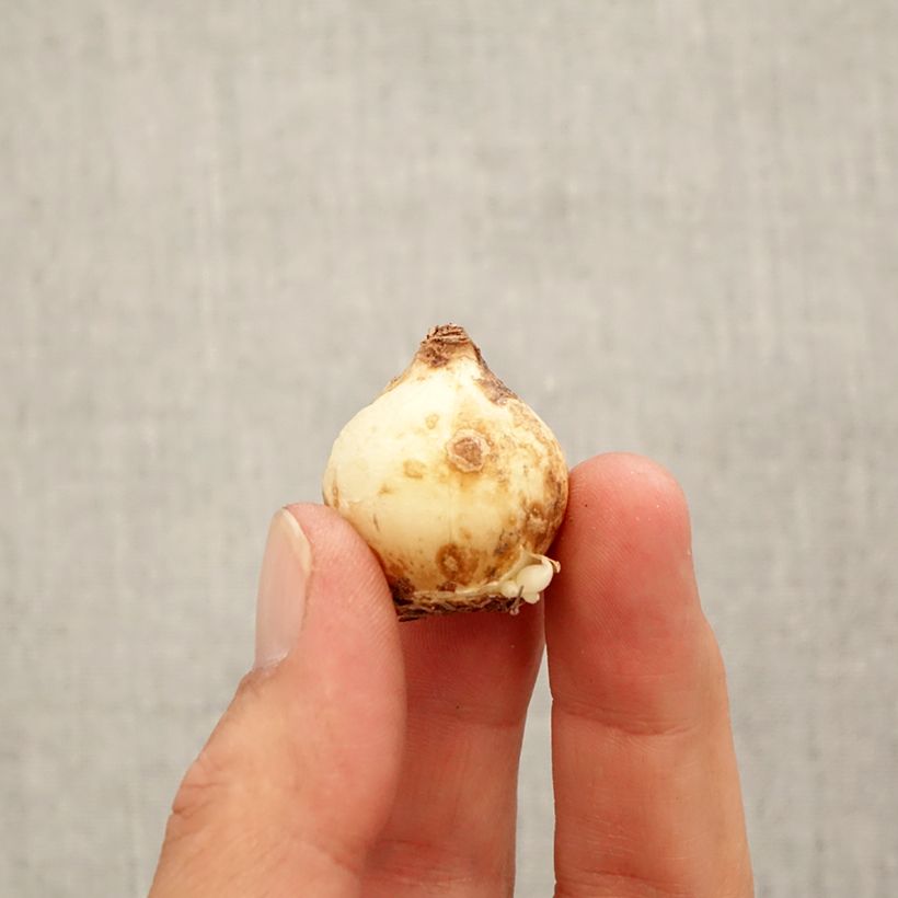 Exemplaar van Muscari macrocarpum Golden Fragrance - Geel muskuskruid Bol kaliber 9+ zoals geleverd in de herfst