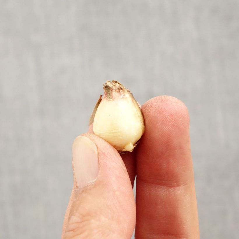 Exemplaar van Muscari Mount Hood - Blauwe druifjes Bol kaliber 5+ zoals geleverd in de herfst