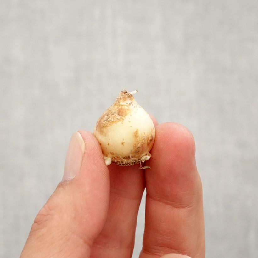 Exemplaar van Muscari Peppermint - Blauwe druifjes Bol kaliber 7+ zoals geleverd in de herfst