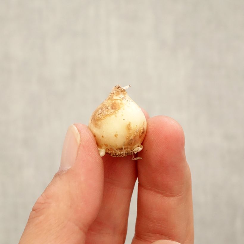 Exemplaar van Muscari Touch of Snow - Blauwe druifjes Bol kaliber 7+ zoals geleverd in de herfst