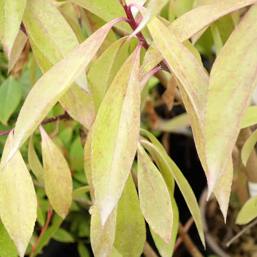 Myoporum laetum - Ngaio (Foliage)