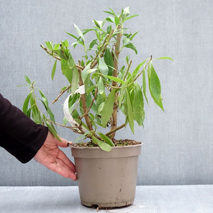 Example of Myoporum laetum Pot van 4 l/5 l as you get in hiver