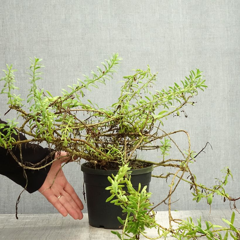 Exemplaar van Myoporum parvifolium Wit - Dwerglepeltjesboom Pot van 3 l/4 l zoals geleverd in de herfst