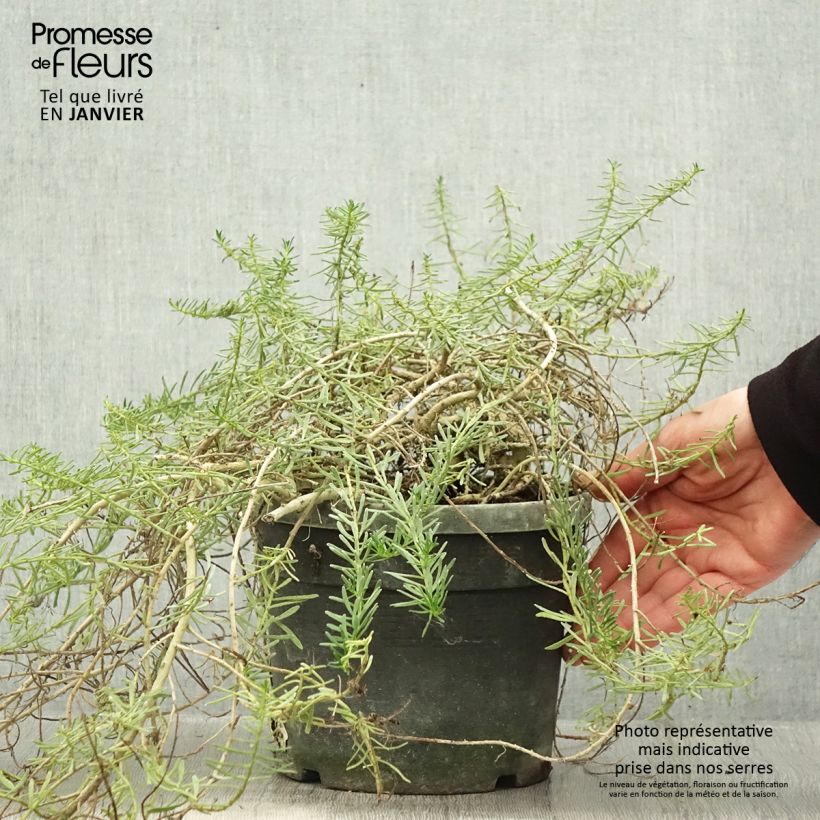 Example of Myoporum parvifolium Rose Pot van 3 l/4 l as you get in hiver