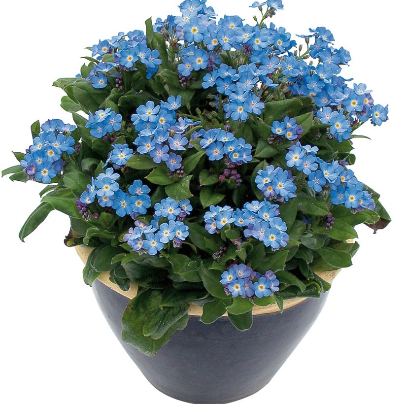 Myosotis Myomark - Bosvergeet-mij-nietje (Groeiplaats)