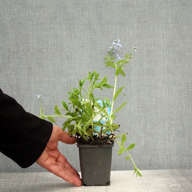 Example of Myosotis scorpioides Alba - Myosotis des marais Kweekpotje van 8/9 cm as you get in printemps