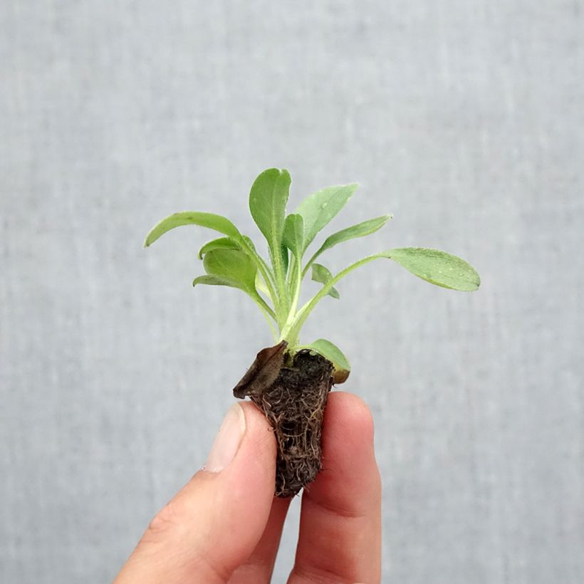 Exemplaar van Myosotis Snowsylva (plugplanten) - Bosvergeet-mij-nietje Minimotte: kluitje van 2,2 cm x 2 cm in kweekplaat per 35 stuks zoals geleverd in de herfst