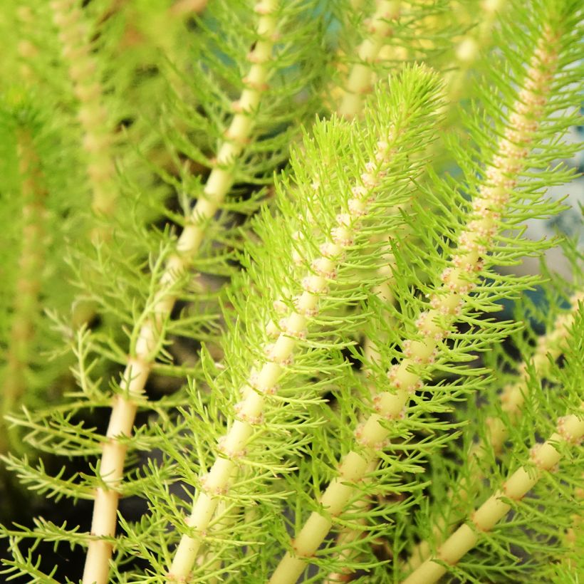 Myriophyllum crispata - Parelvederkruid (Blad)