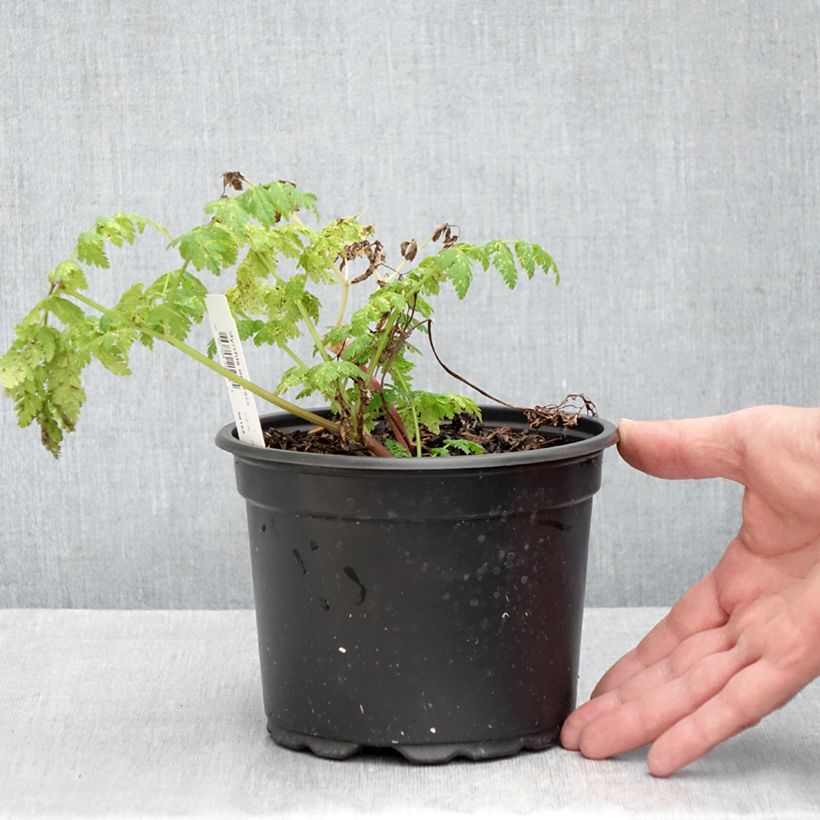 Example of Myrrhis odorata - Cerfeuil musqué ou anisé Pot van 2 l/3 l as you get in automne