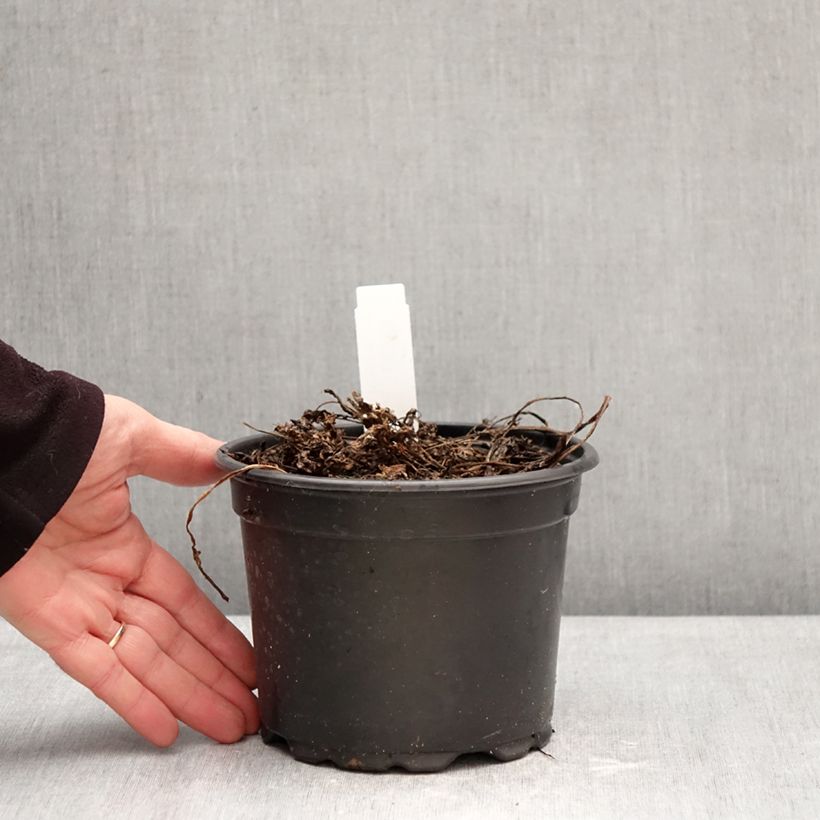 Exemplaar van Myrrhis odorata - Roomse kervel Pot van 2 l/3 l zoals geleverd in de winter