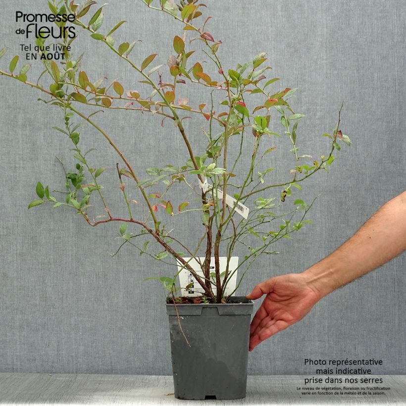 Exemplaar van Blauwe bes Atlantic Pot van 4 l/5 l zoals geleverd in de zomer
