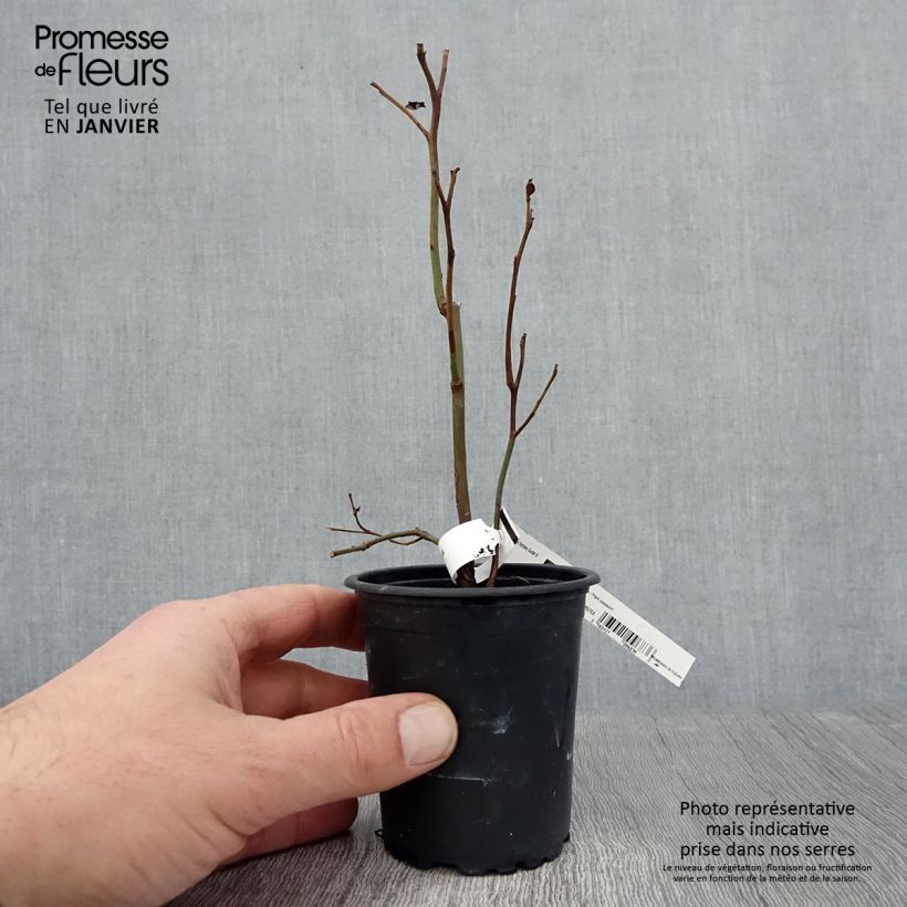 Exemplaar van Blauwe bes Berkeley Kweekpotje van 8/9 cm zoals geleverd in de winter