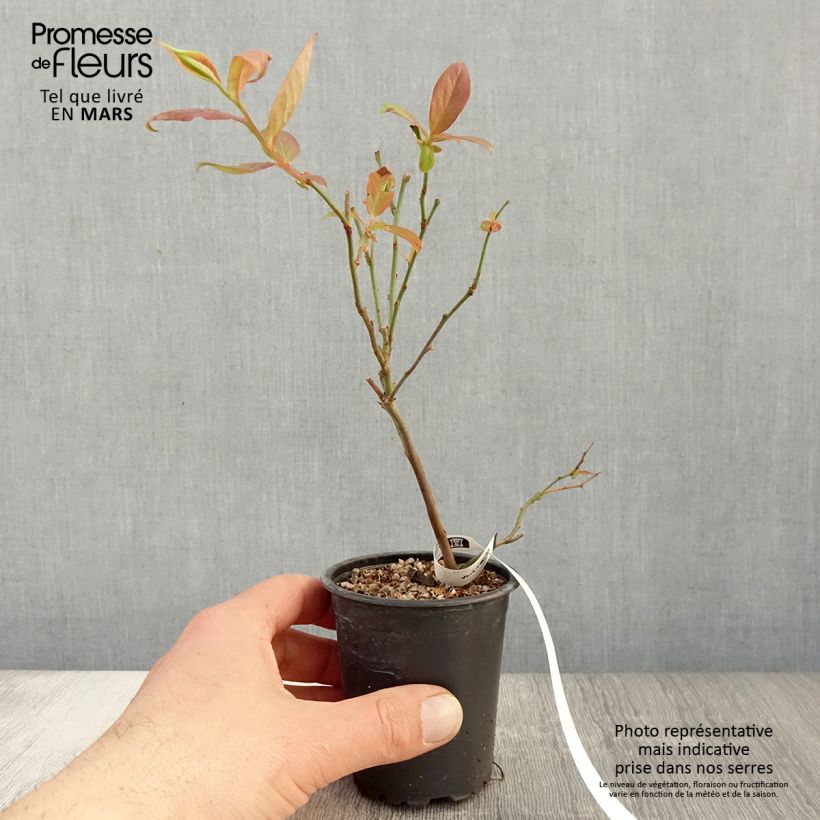 Exemplaar van Blauwe bes Berkeley Kweekpotje van 8/9 cm zoals geleverd in de lente