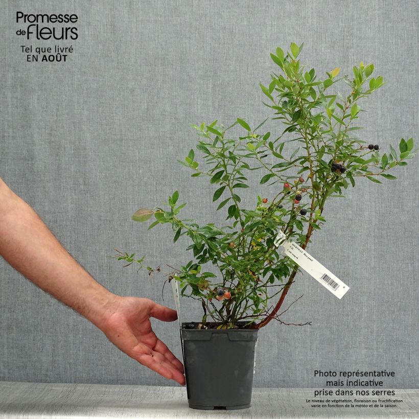 Exemplaar van Blauwe bes Blue Pearl Pot van 2 l/3 l zoals geleverd in de zomer