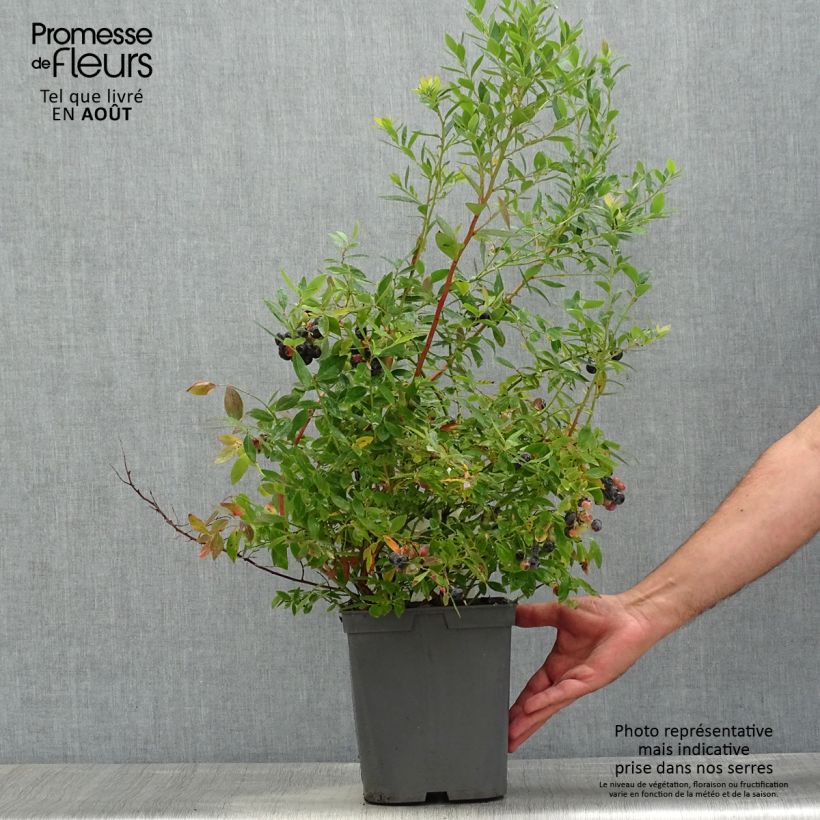 Exemplaar van Blauwe bes Blue Pearl Pot van 4 l/5 l zoals geleverd in de zomer