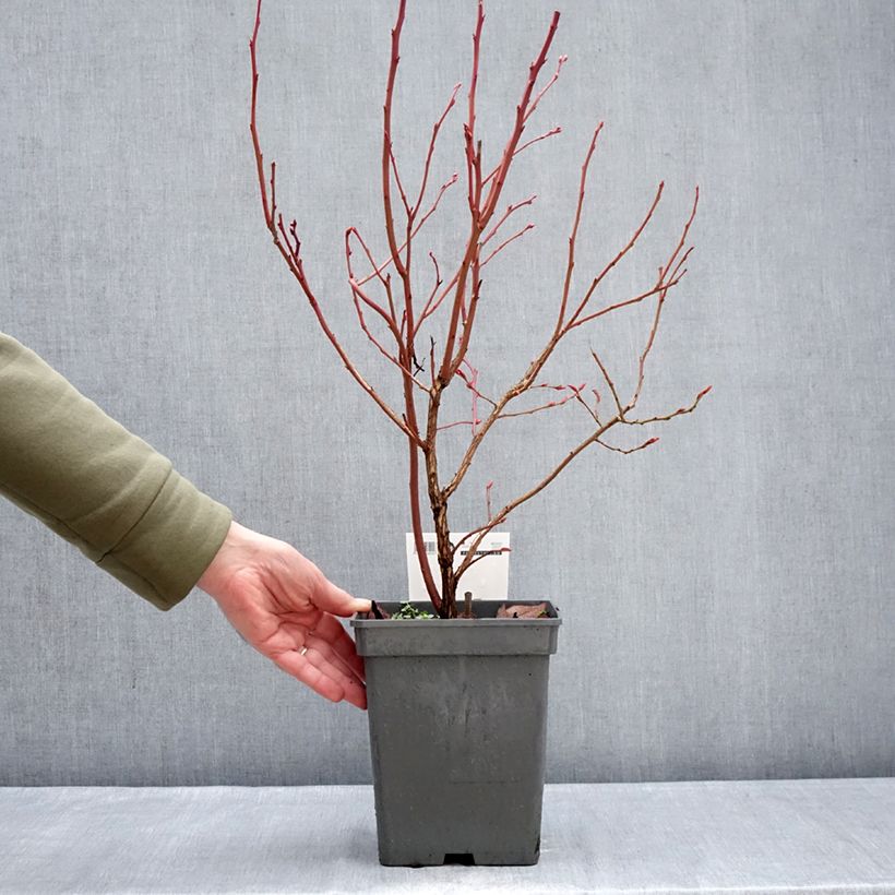 Exemplaar van Blauwe bes Blue Pearl Pot van 4 l/5 l zoals geleverd in de winter