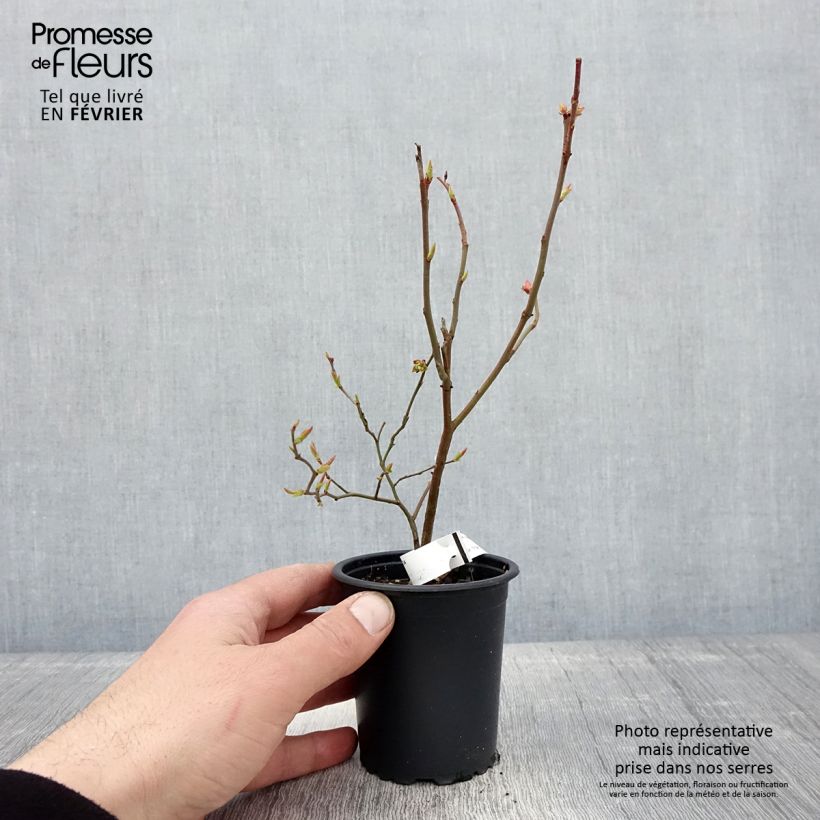 Exemplaar van Blauwe bes Brigitta Kweekpotje van 8/9 cm zoals geleverd in de winter