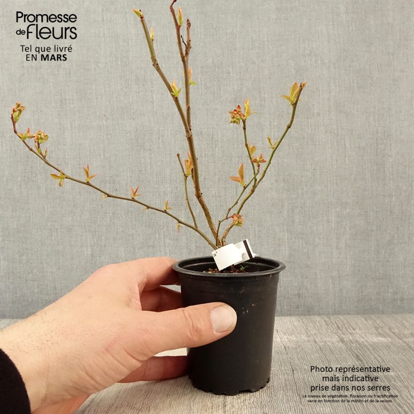 Exemplaar van Blauwe bes Brigitta Kweekpotje van 8/9 cm zoals geleverd in de lente