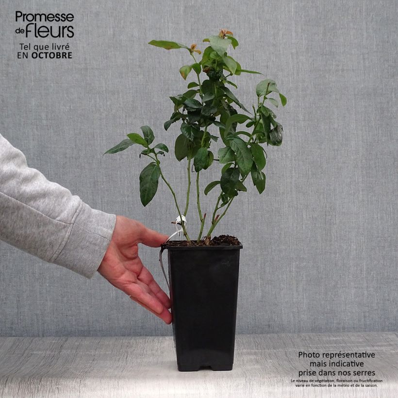 Exemplaar van Blauwe bes Brigitta Pot van 1,5 l/2 l, Struik zoals geleverd in de herfst