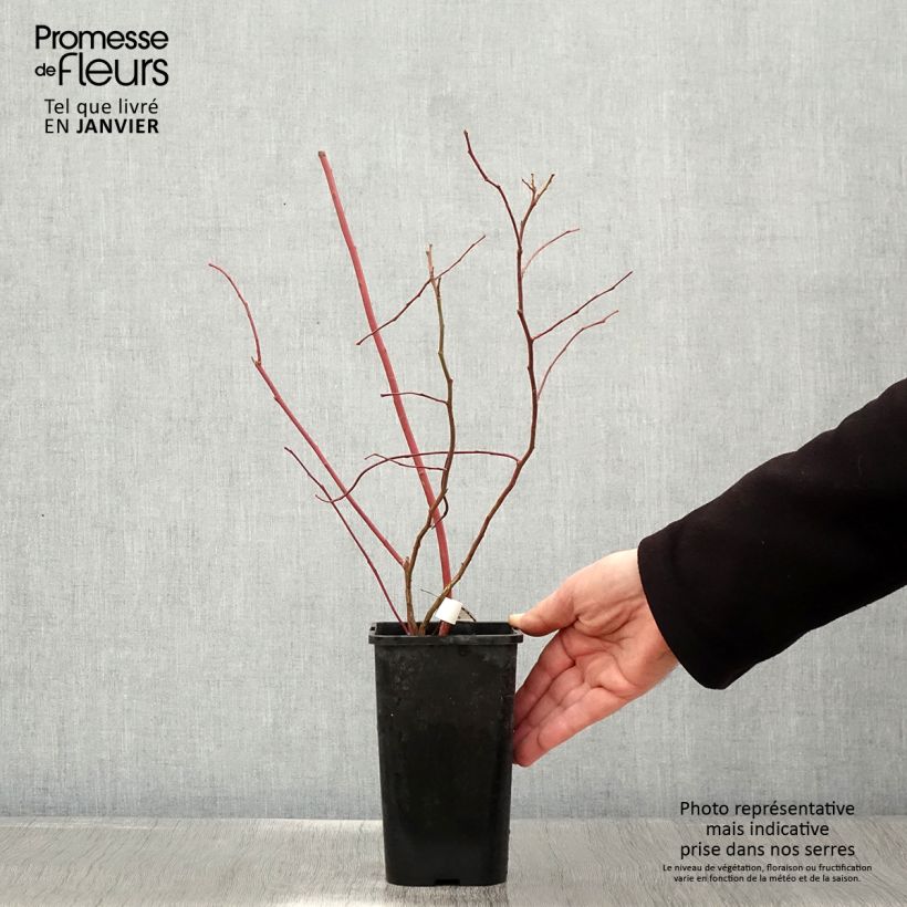 Exemplaar van Blauwe bes Brigitta Pot van 1,5 l/2 l, Struik zoals geleverd in de winter