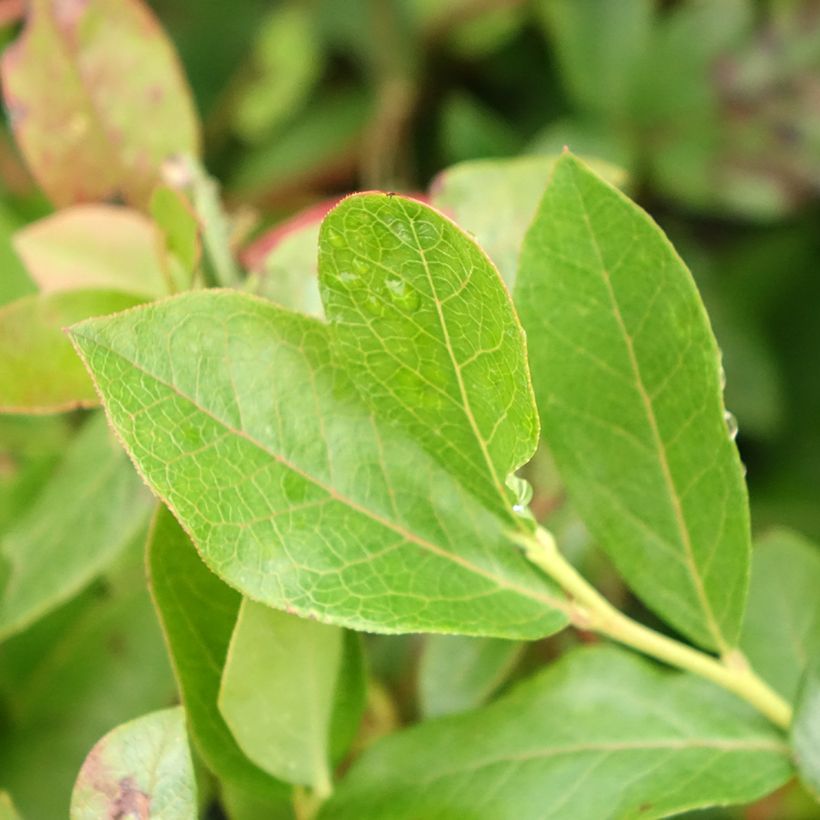 Blauwe bes Brigitta (Blad)