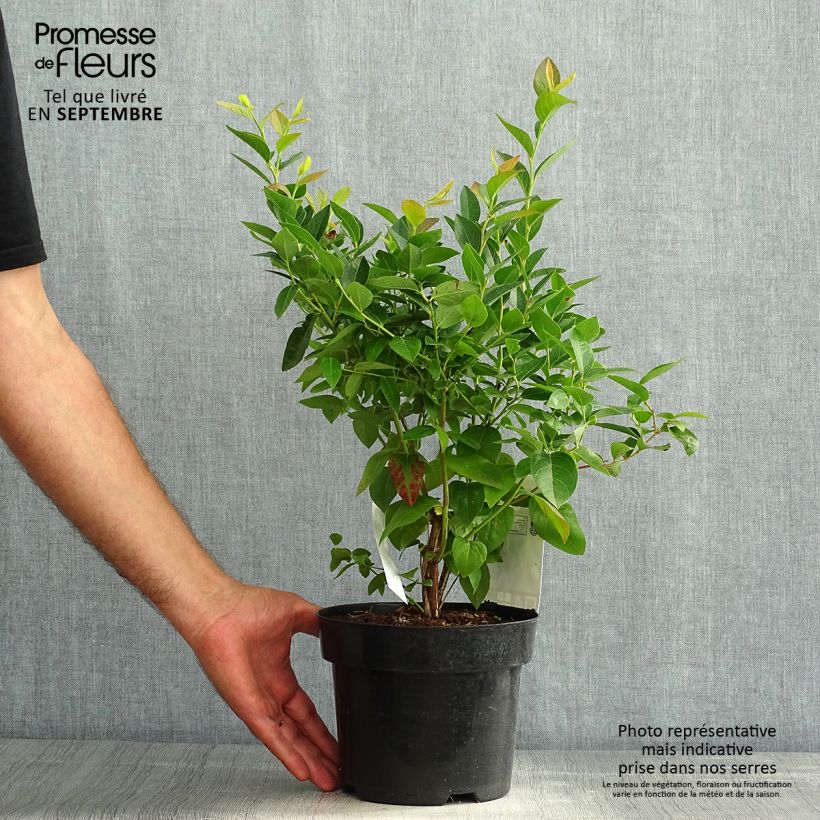 Exemplaar van Blauwe bes Brigitta Pot van 1,5 l/2 l, Struik zoals geleverd in de zomer