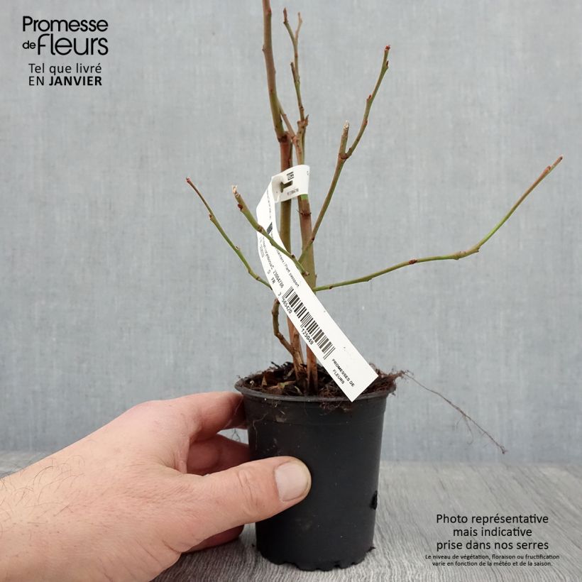 Exemplaar van Blauwe bes Darrow Kweekpotje van 8/9 cm zoals geleverd in de winter