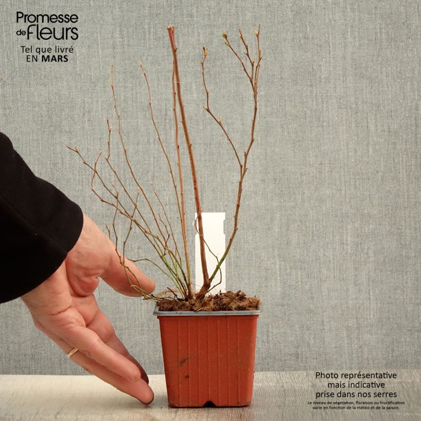 Exemplaar van Blauwe bes Darrow Kweekpotje van 8/9 cm zoals geleverd in de lente