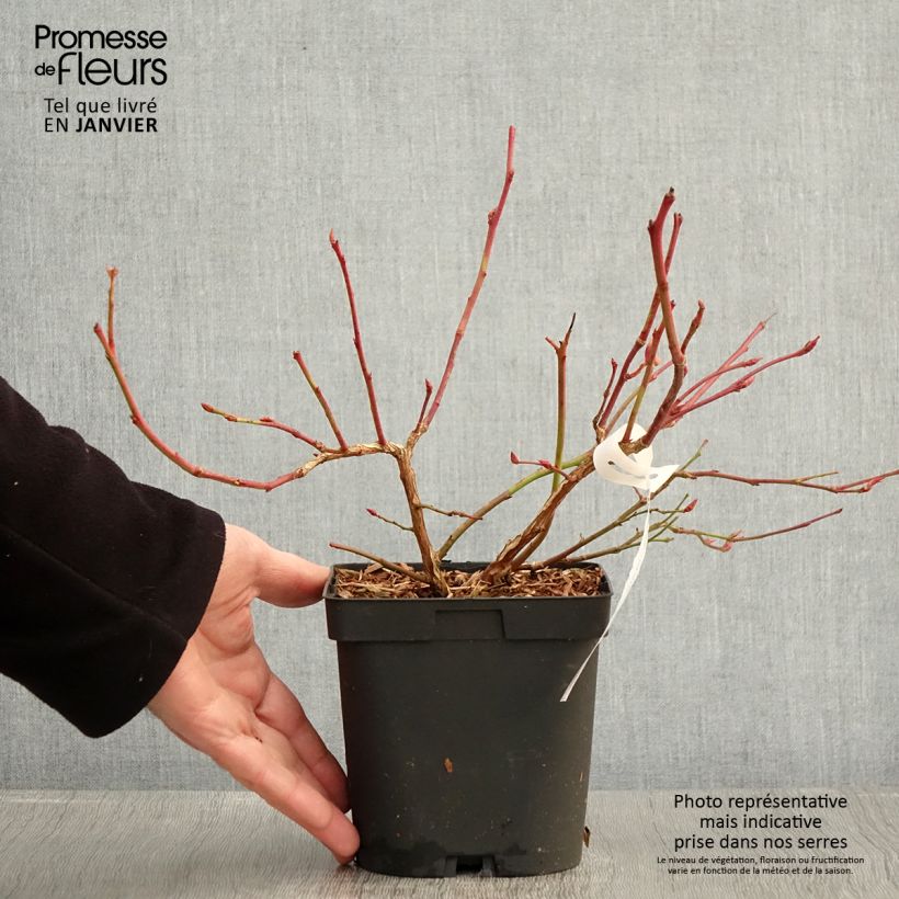 Exemplaar van Blauwe bes Darrow Pot van 1,5 l/2 l zoals geleverd in de winter