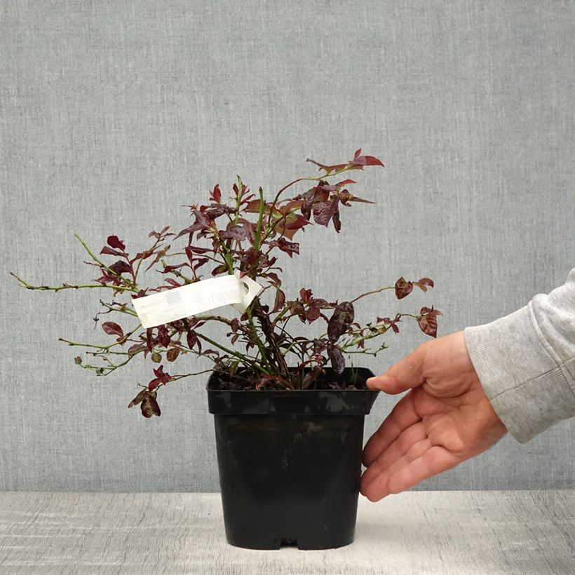 Exemplaar van Blauwe bes Darrow Pot van 1,5 l/2 l zoals geleverd in de lente