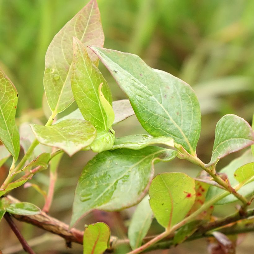 Blauwe bes Darrow (Blad)