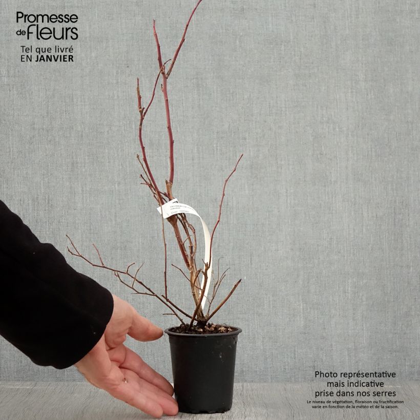 Exemplaar van Blauwe bes Duke Kweekpotje van 8/9 cm zoals geleverd in de winter