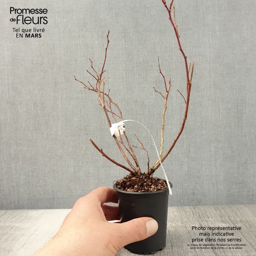 Exemplaar van Blauwe bes Duke Kweekpotje van 8/9 cm zoals geleverd in de lente