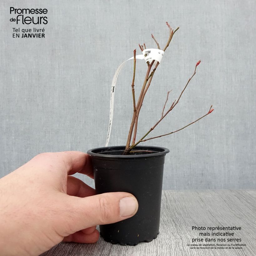 Exemplaar van Blauwe bes Ivanhoe Kweekpotje van 8/9 cm zoals geleverd in de winter