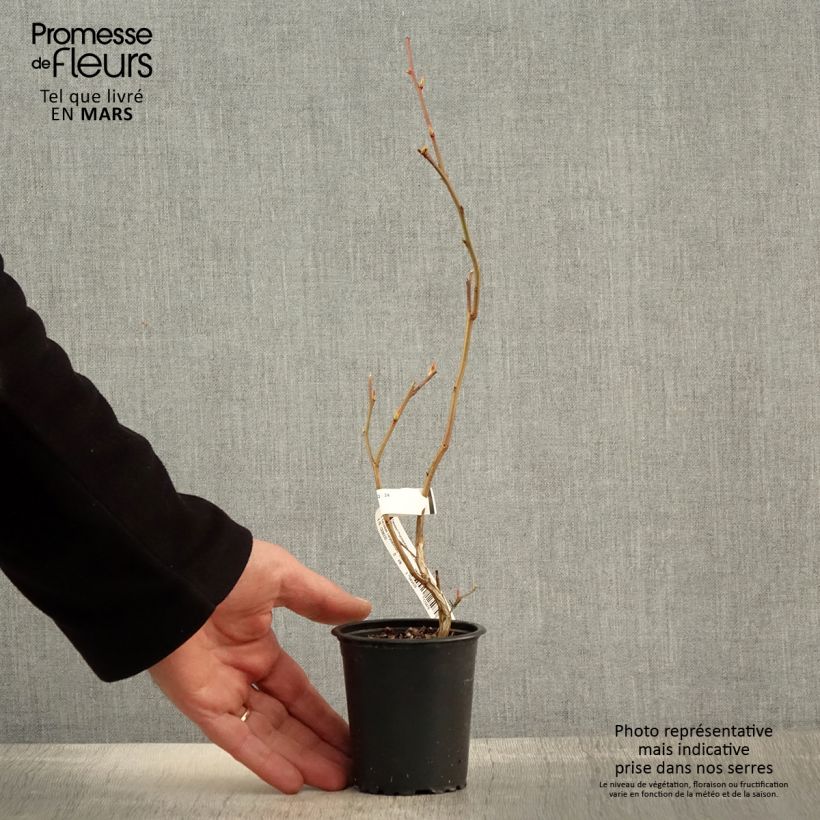 Exemplaar van Blauwe bes Ivanhoe Kweekpotje van 8/9 cm zoals geleverd in de lente