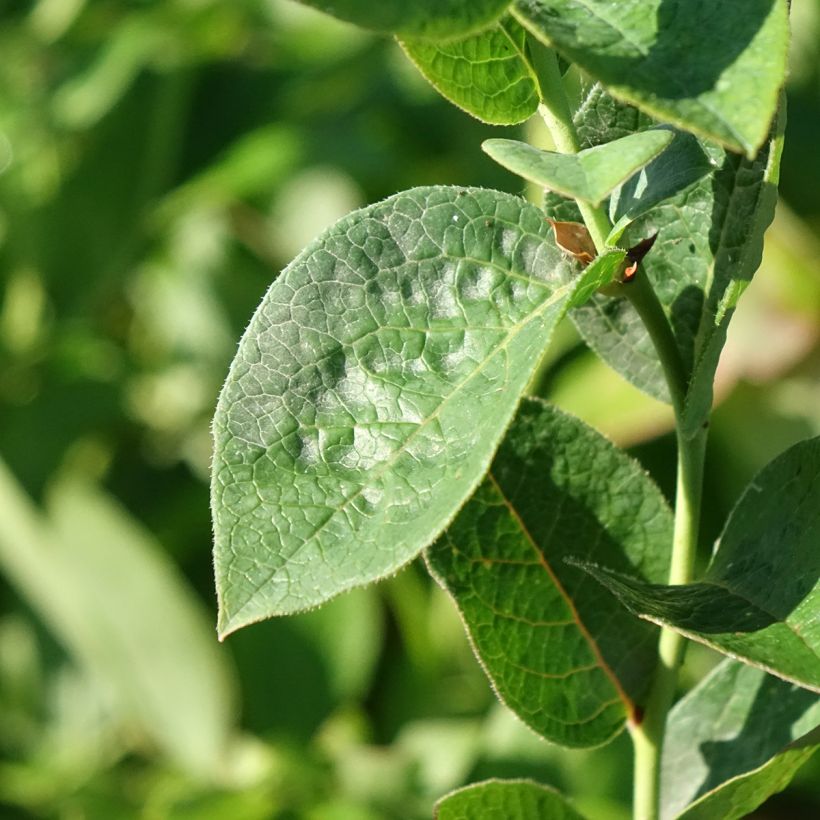 Blauwe bes Ivanhoe (Blad)