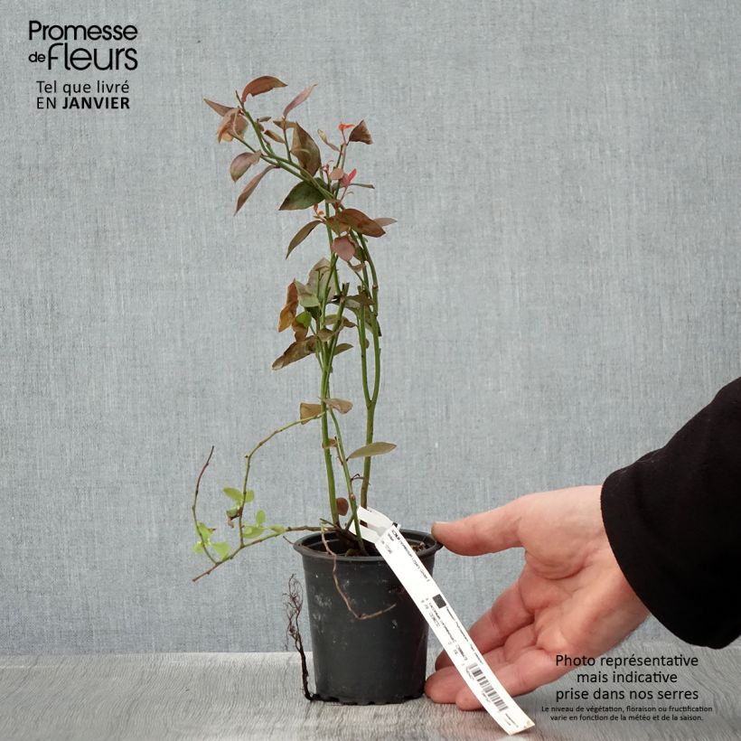 Exemplaar van Blauwe bes Legacy Kweekpotje van 8/9 cm zoals geleverd in de winter