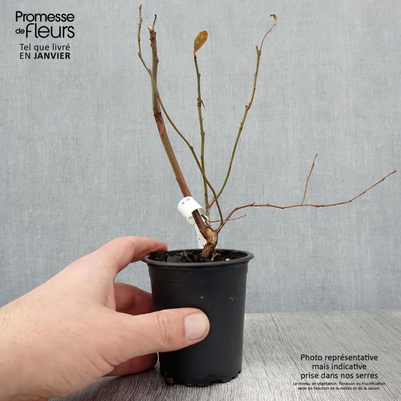 Exemplaar van Blauwe bes North Blue Kweekpotje van 8/9 cm zoals geleverd in de winter