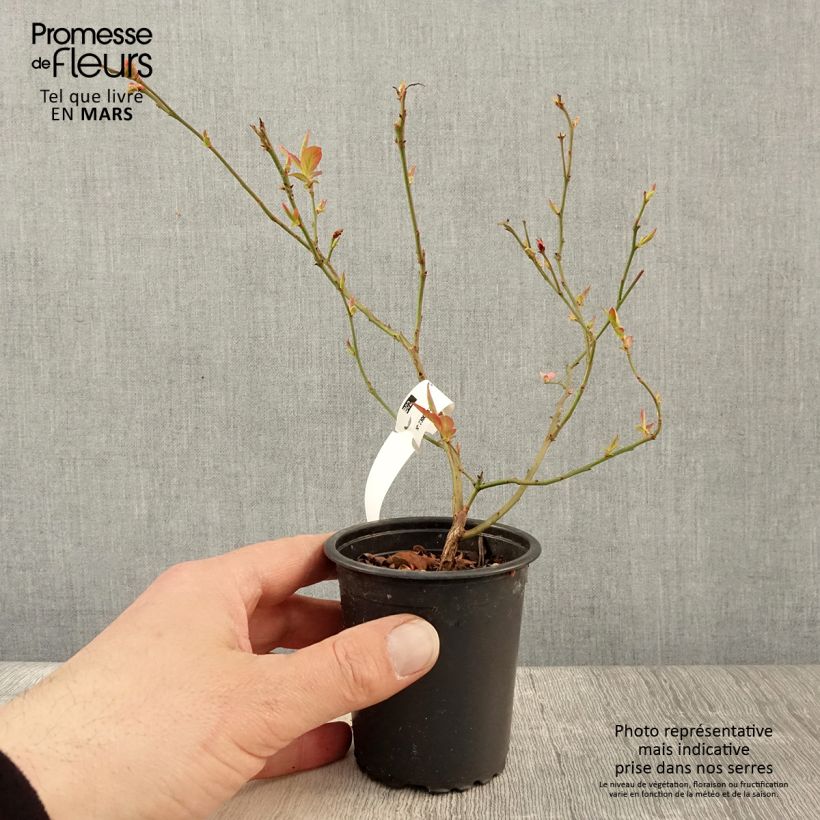 Exemplaar van Blauwe bes North Blue Kweekpotje van 8/9 cm zoals geleverd in de lente