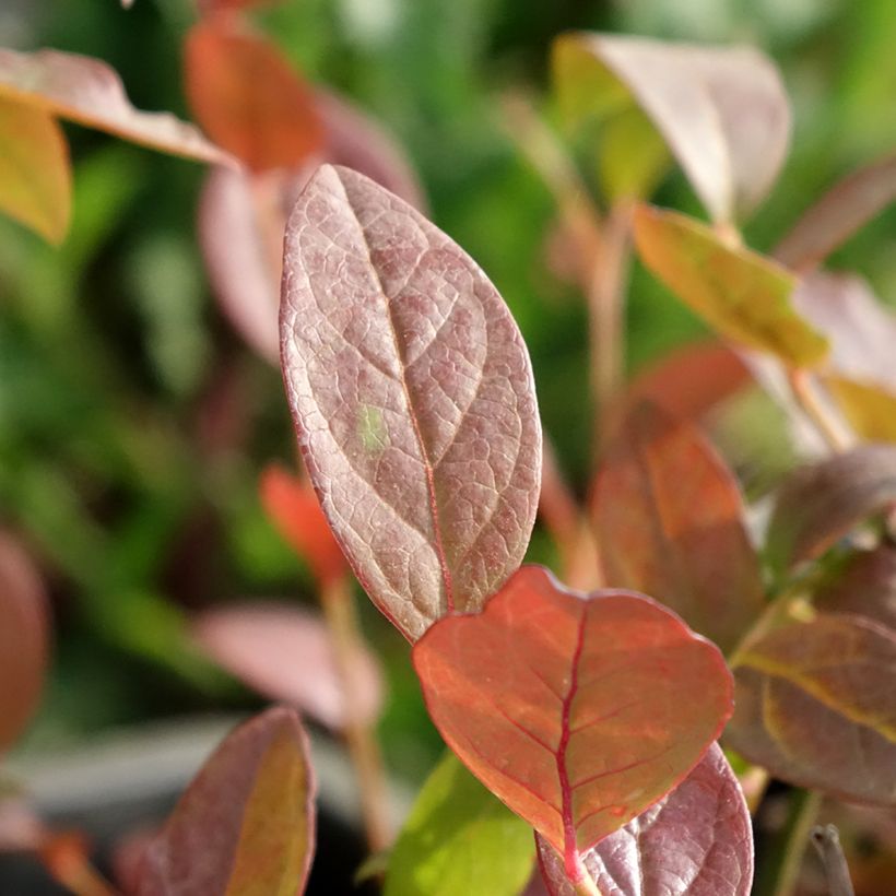 Blauwe bes North Blue (Blad)