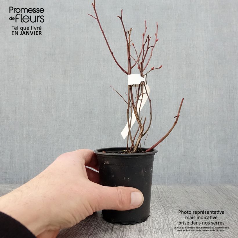 Exemplaar van Blauwe bes Northcountry Kweekpotje van 8/9 cm zoals geleverd in de winter