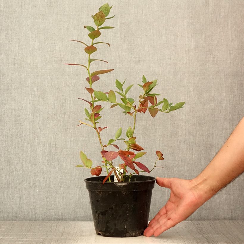 Exemplaar van Blauwe bes Northcountry Pot van 3 l/4 l zoals geleverd in de zomer