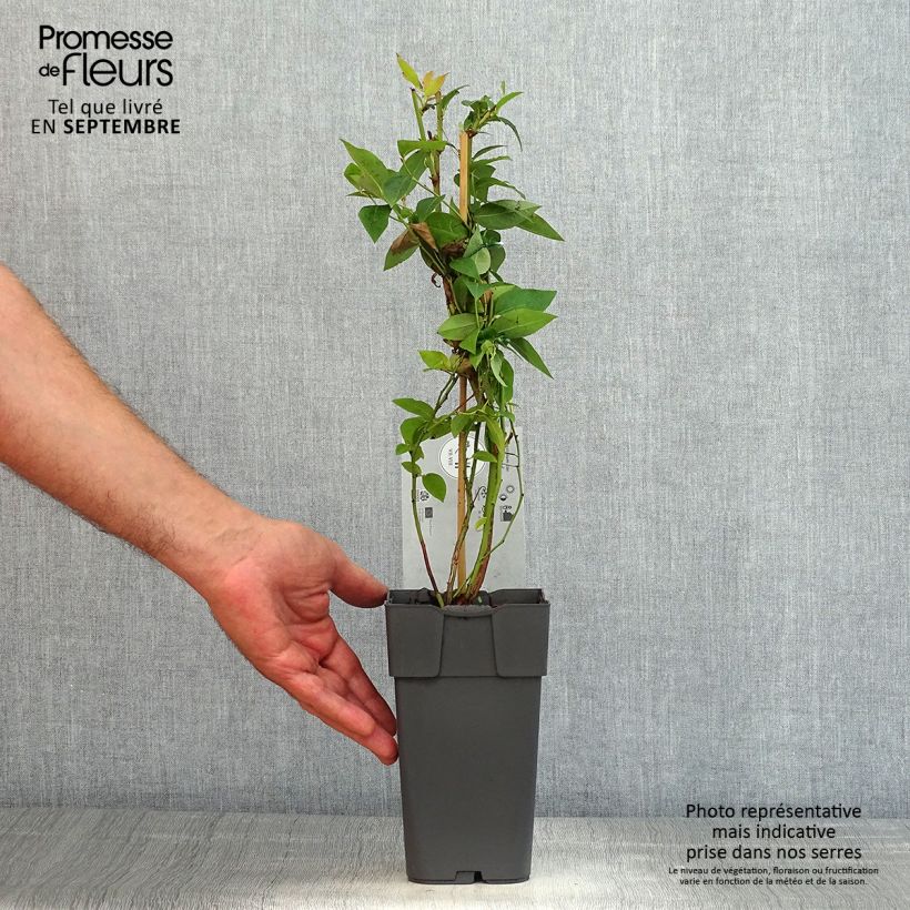 Exemplaar van Blauwe bes Northland Pot van 1,5 l/2 l zoals geleverd in de zomer