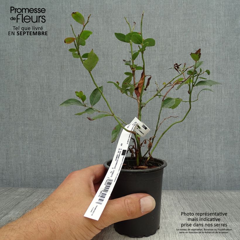 Exemplaar van Blauwe bes Pioneer Kweekpotje van 8/9 cm zoals geleverd in de herfst