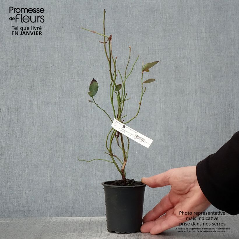 Exemplaar van Blauwe bes Pioneer Kweekpotje van 8/9 cm zoals geleverd in de winter