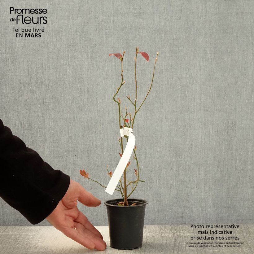 Exemplaar van Blauwe bes Pioneer Kweekpotje van 8/9 cm zoals geleverd in de lente