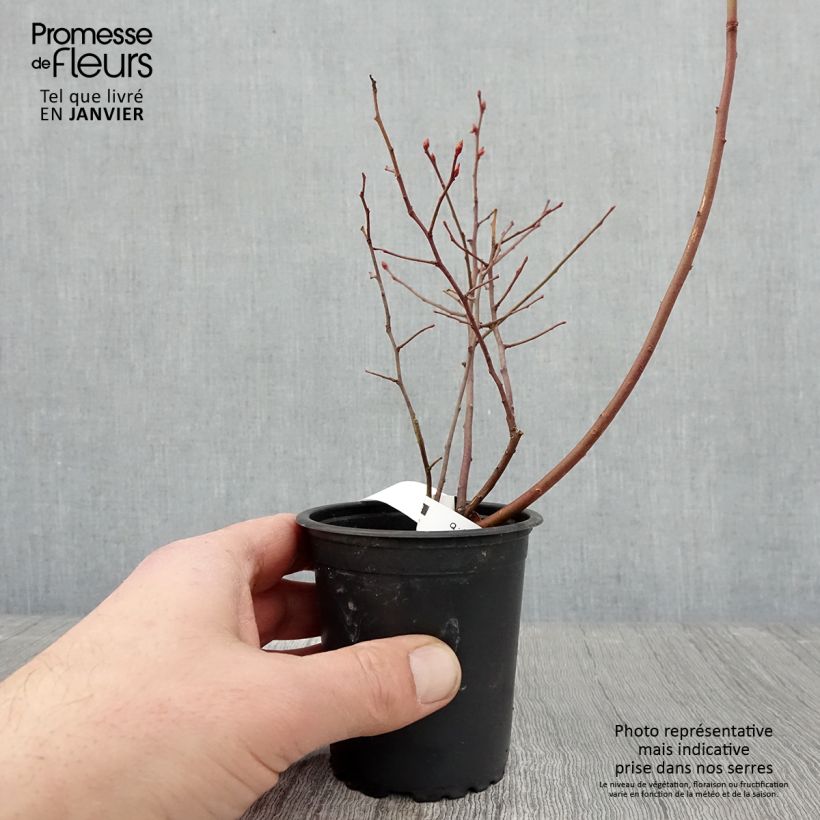 Exemplaar van Blauwe bes Rubel Kweekpotje van 8/9 cm zoals geleverd in de winter