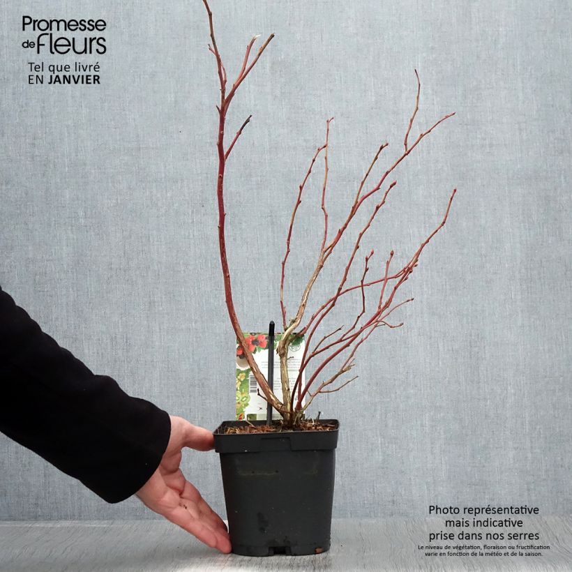 Exemplaar van Blauwe bes Spartan Pot van 2 l/3 l zoals geleverd in de winter