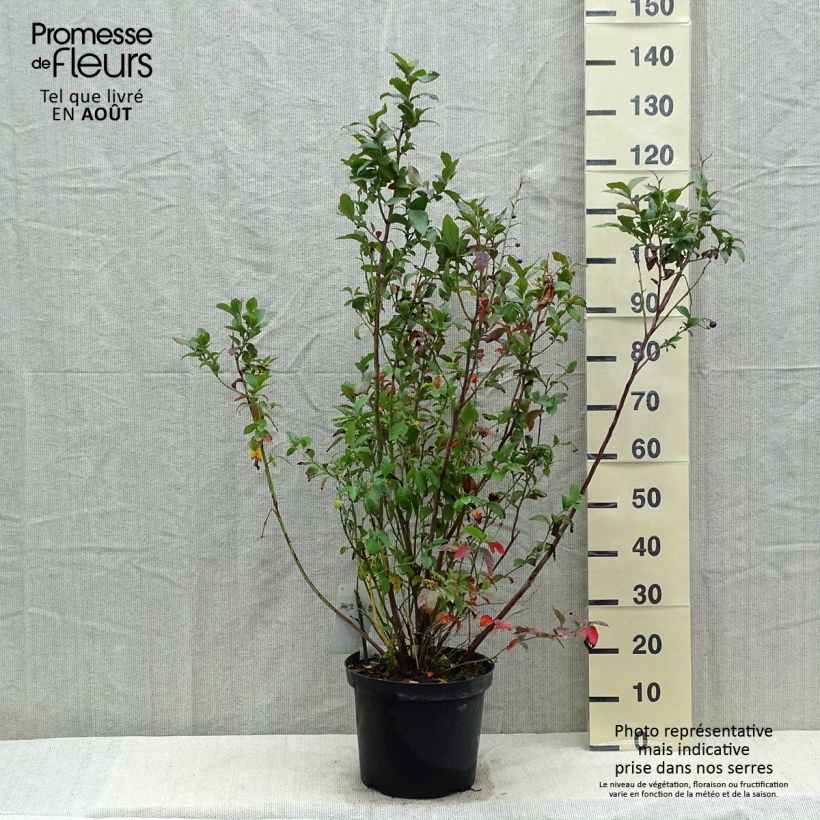 Exemplaar van Blauwe bes Spartan Pot van 7,5 l/10 l zoals geleverd in de zomer